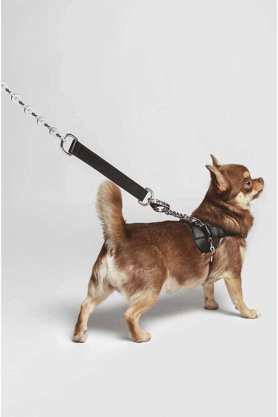 The Ox Leash